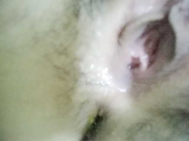 216479-8cd1adaff296.jpeg