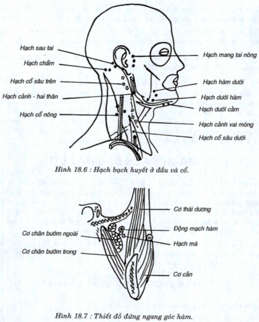 52563-fb7ca9777d37.jpeg